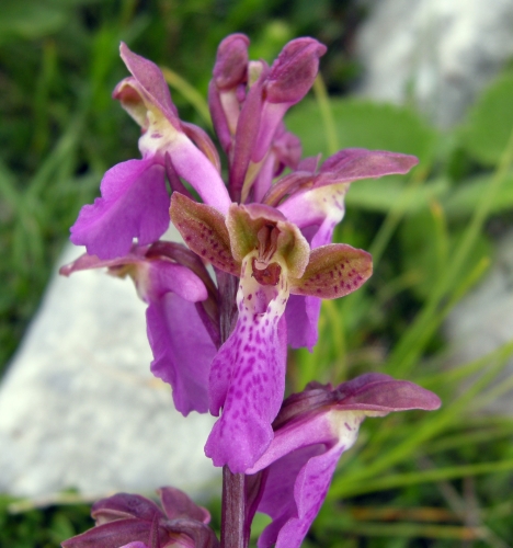 Orchis spitzelii